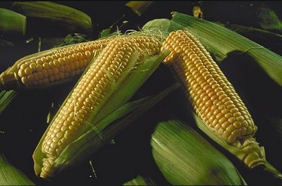 Corn Roast